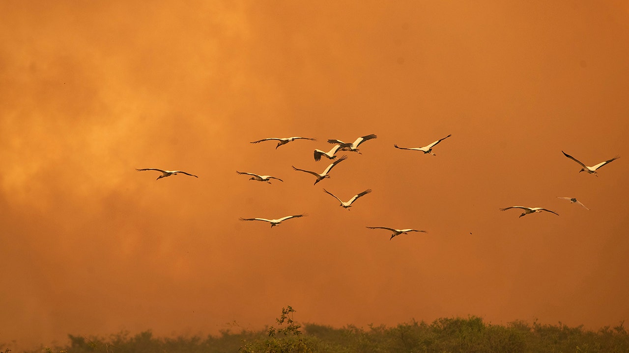 FOX NEWS: Brazil’s Amazon forest, precious wetlands burn at historic levels September 30, 2020 at 09:22PM