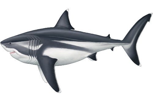 Découverte de mégalodon: les scientifiques révèlent l’étonnante vraie échelle du requin géant