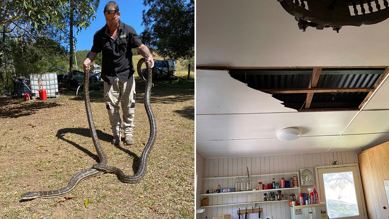 Snake catcher removes seemingly endless number of snakes from rood of home  in Australia 