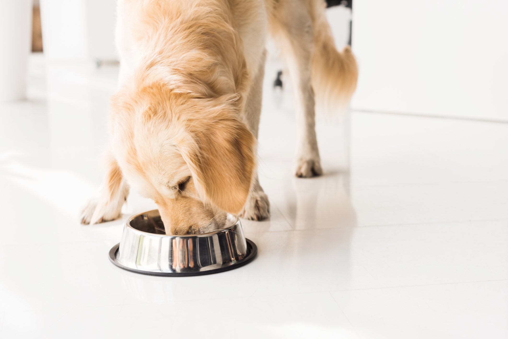 Purina sells insect-based dog, cat food to be more eco-friendly
