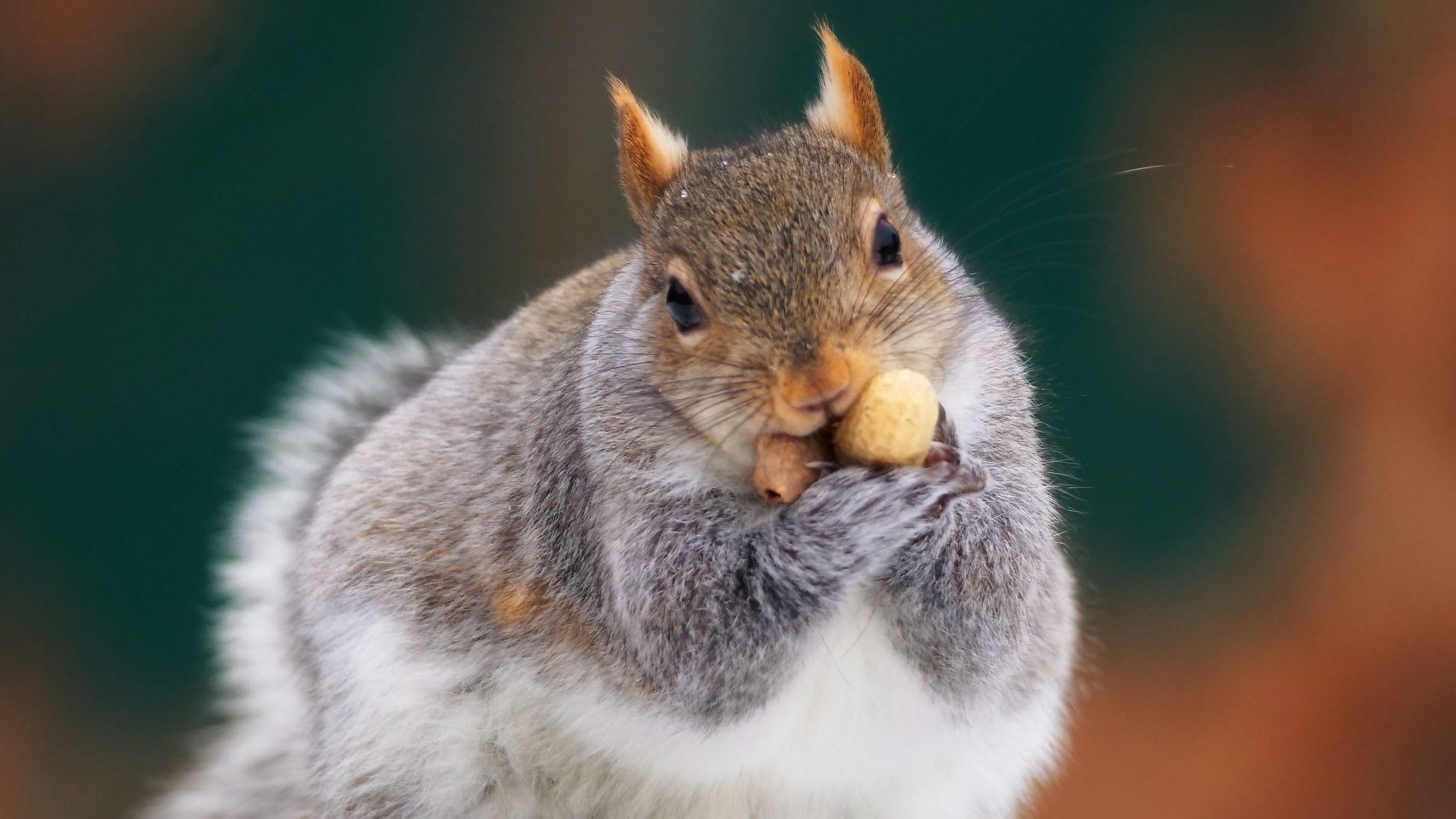 FOX NEWS: Fat squirrel spotted eating McDonald's cheeseburger outside Florida location