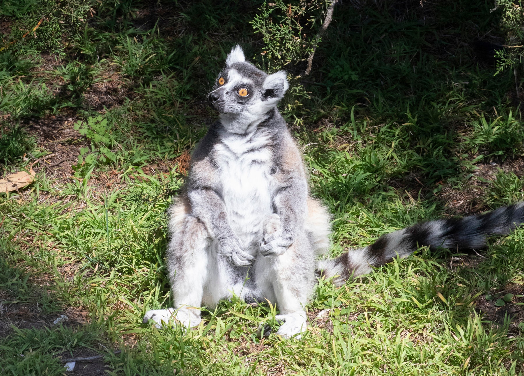 Lemur stolen from San Francisco zoo found, police have suspect - Fox News