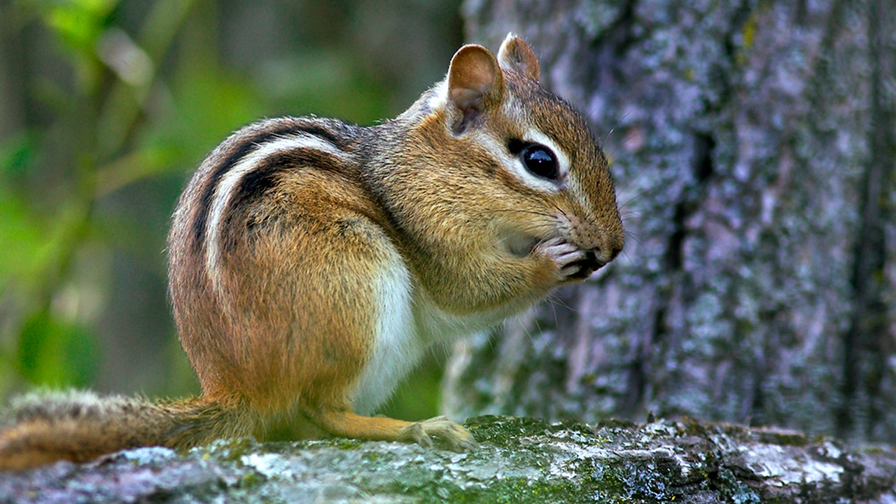 Chipmunks in California test positive for the plague, parts of Lake Tahoe closed - Fox News