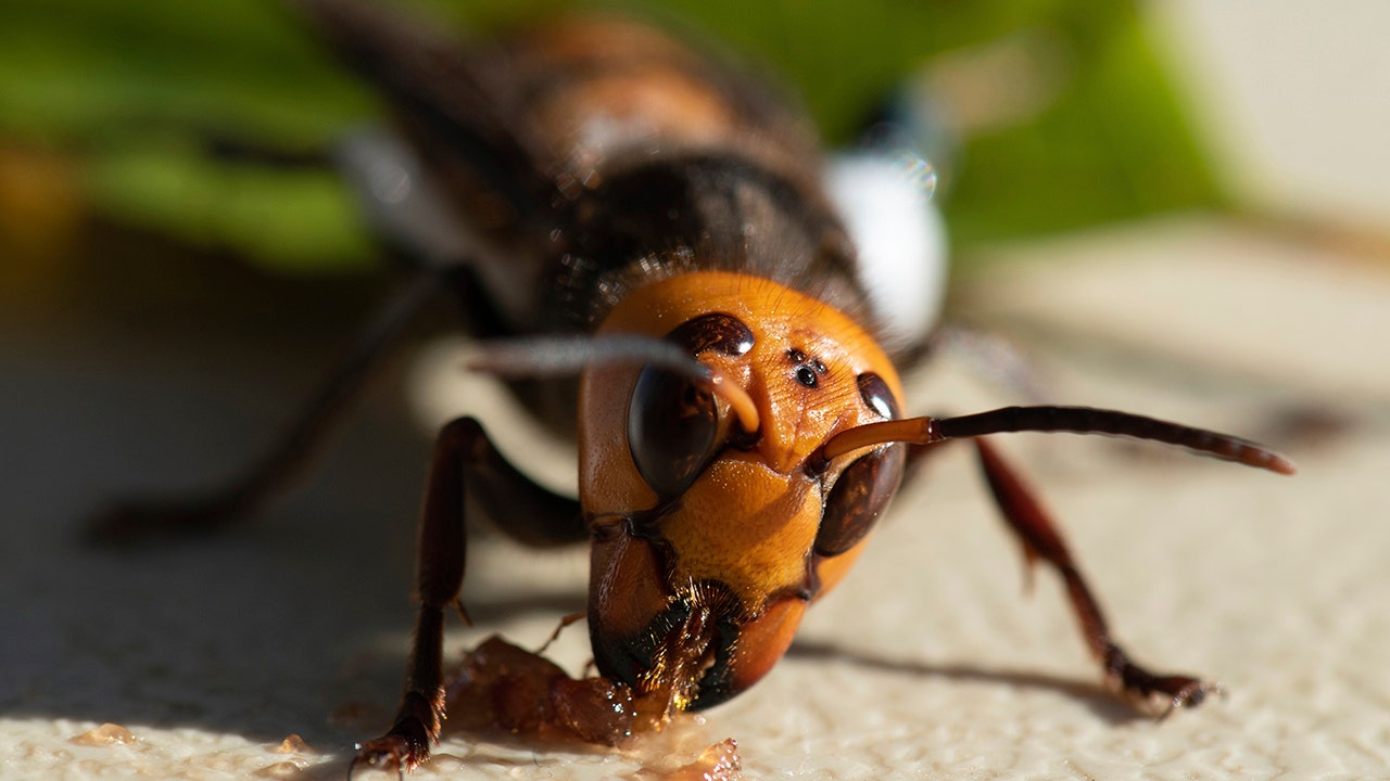 Scientists in US, Canada gear up for battle against murder hornets