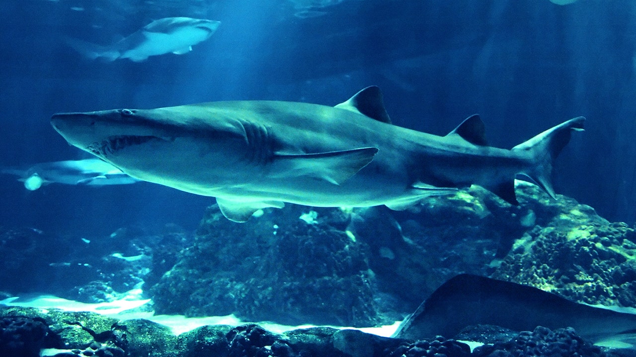 FOX NEWS: What to know about sharks on U.S. coastlines - newscast