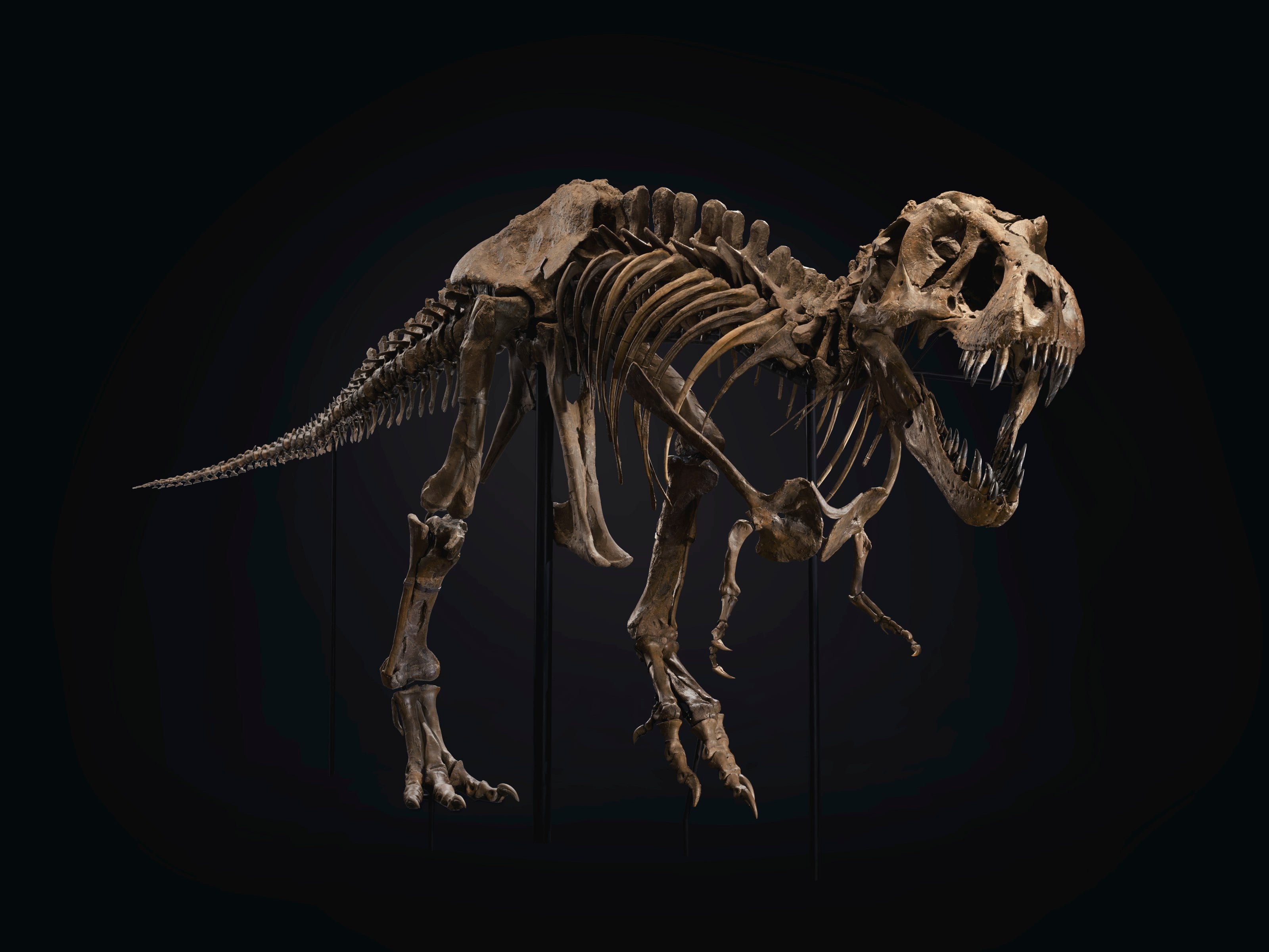 T. Rex Skeleton Sells for More Than $5 Million at Auction, Smart News