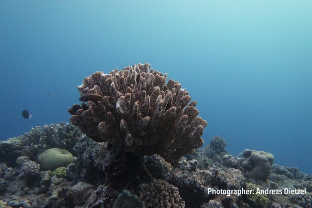 Climate change is responsible for half of the Great Barrier Reef being lost, study warns - Fox News