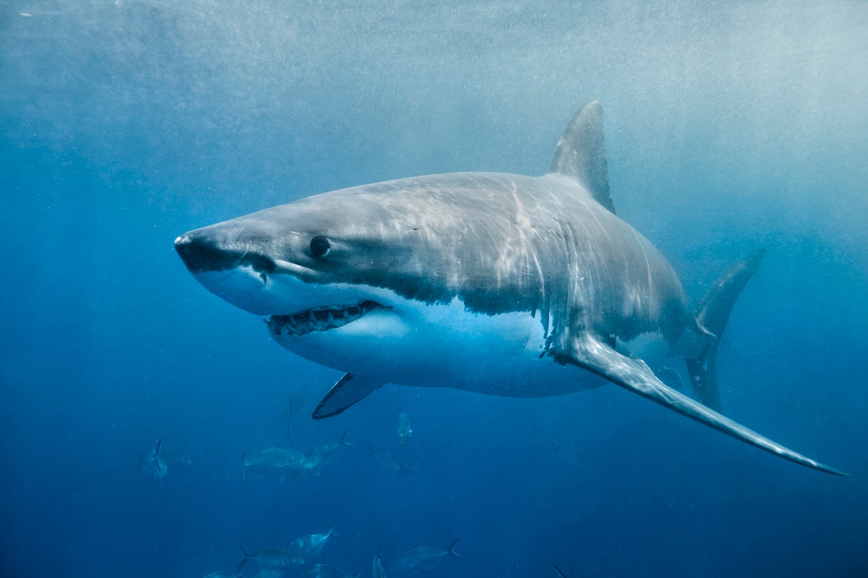 Great white shark stalking the East Coast spotted near New Jersey, Carolinas