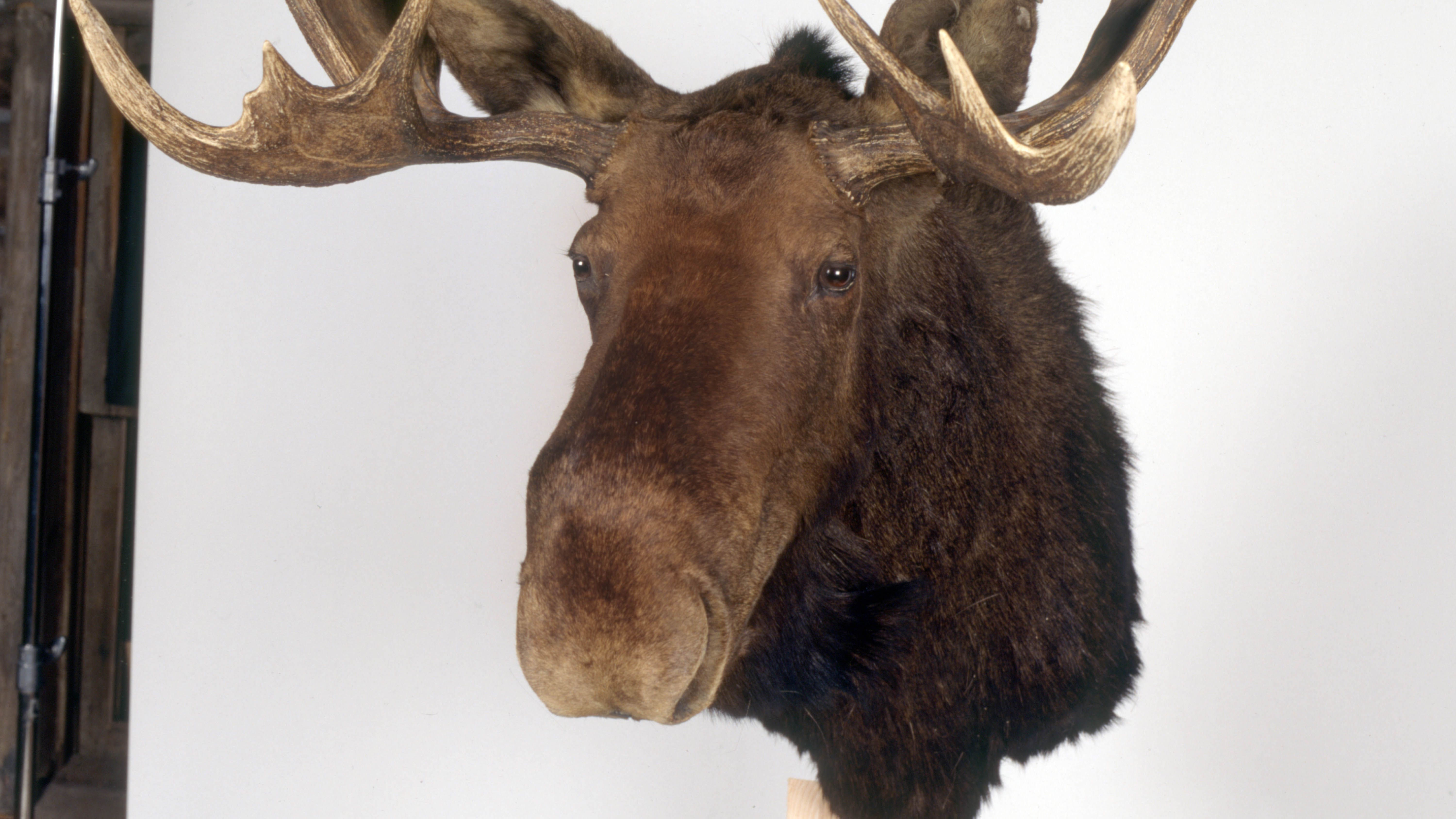 John Corbett Reveals He Stole 20g Moose Head From Northern Exposure Set Fox News 