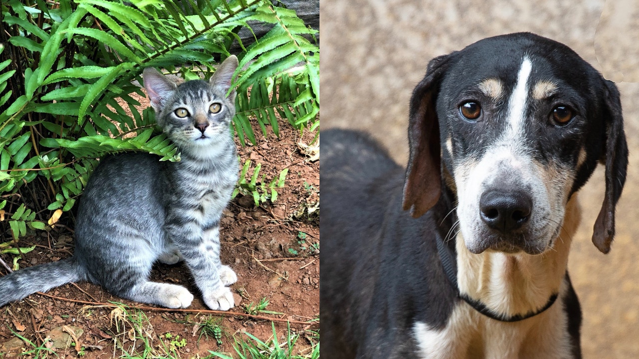 FOX NEWS: Animal rescue group flies hundreds of pets from Hawaii to northwest US