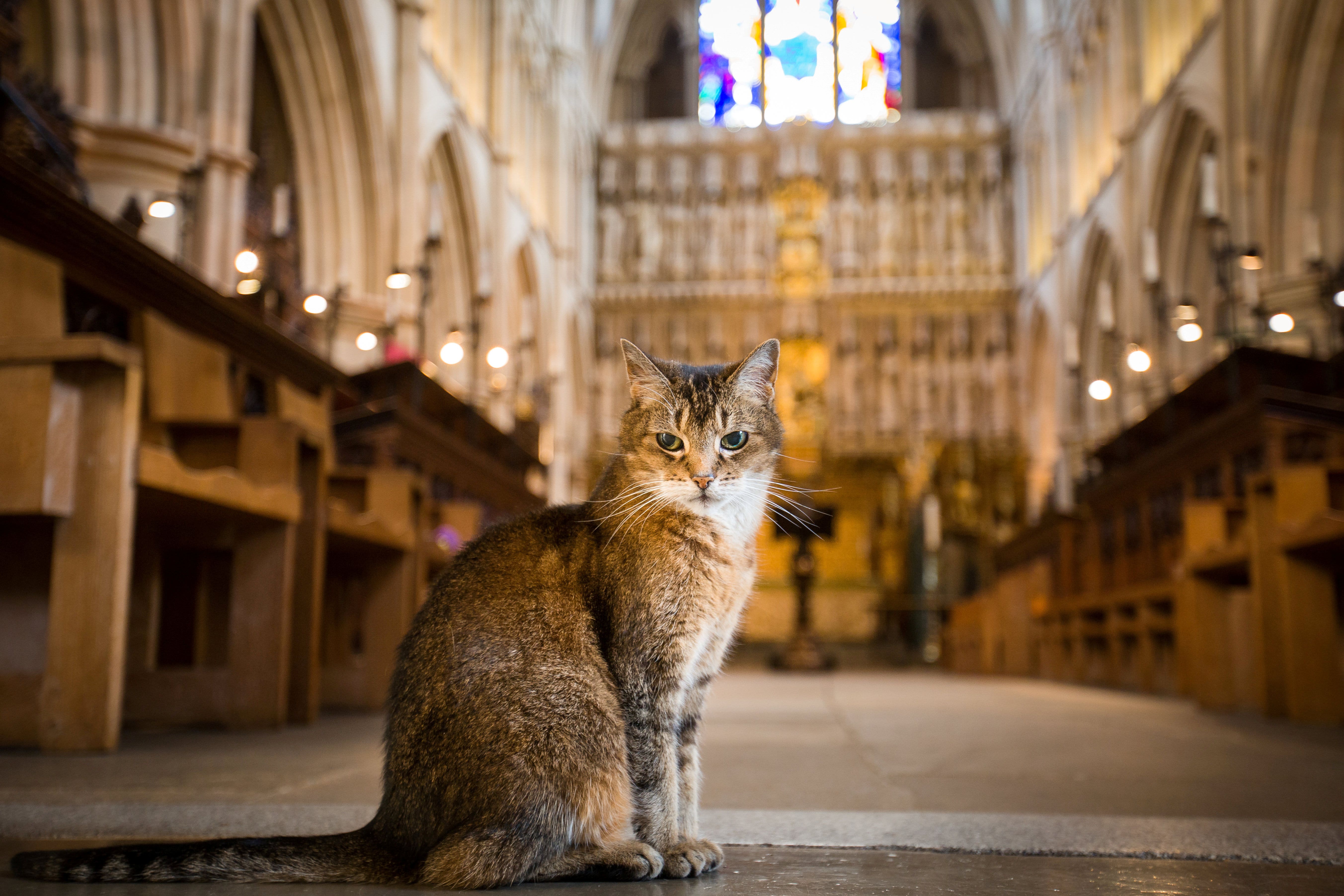 FOX NEWS: London cathedral honors beloved stray cat with memorial service