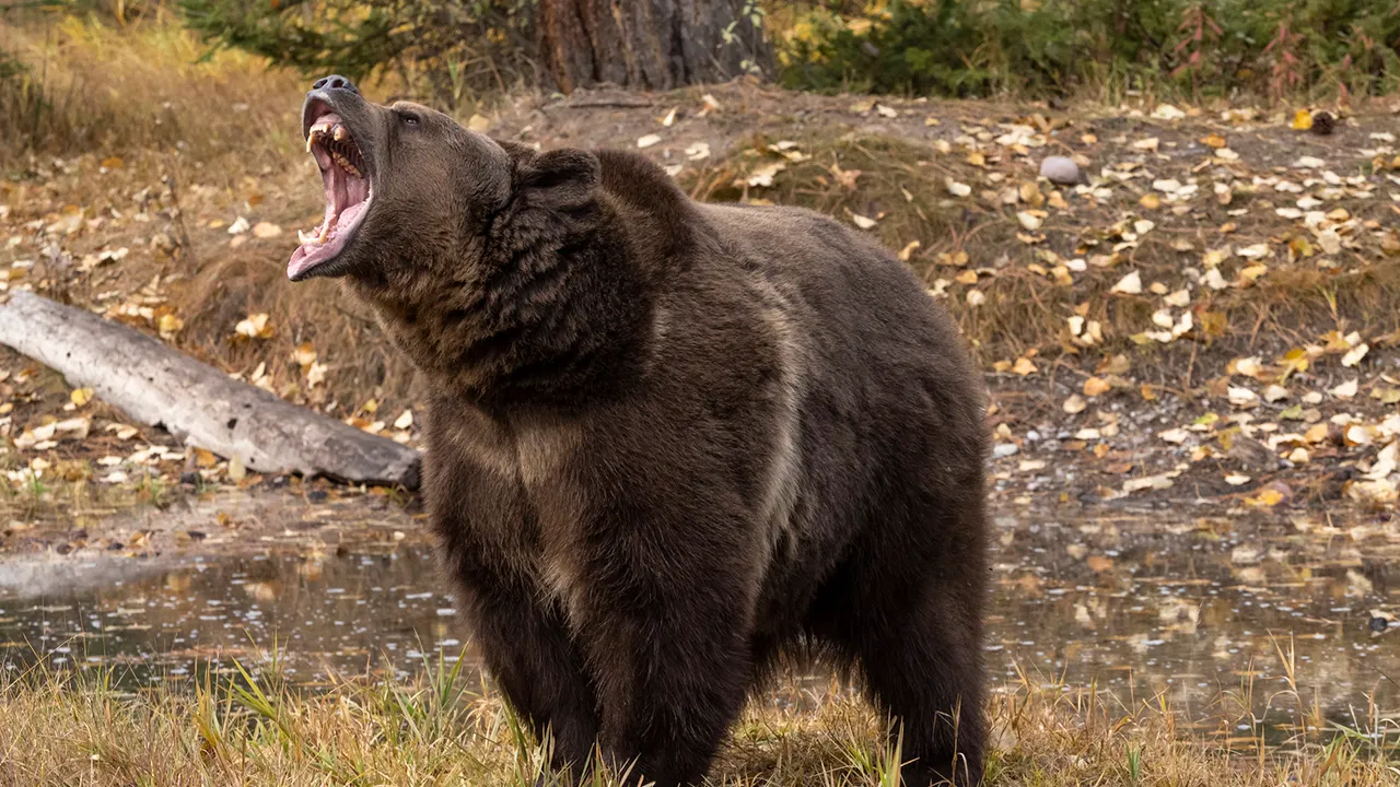 Montana father of 4 killed in apparent grizzly bear attack near