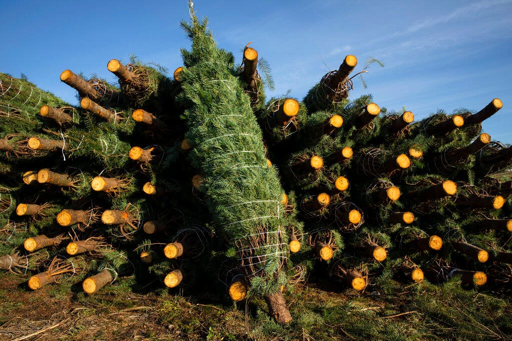 FOX NEWS: Americans increasingly turning to fresh Christmas trees during pandemic: 'It really is a memory maker'