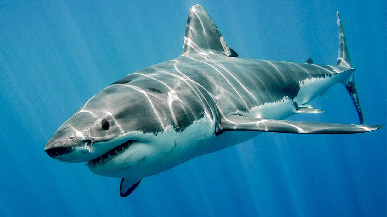 Great white shark population along California coast booming