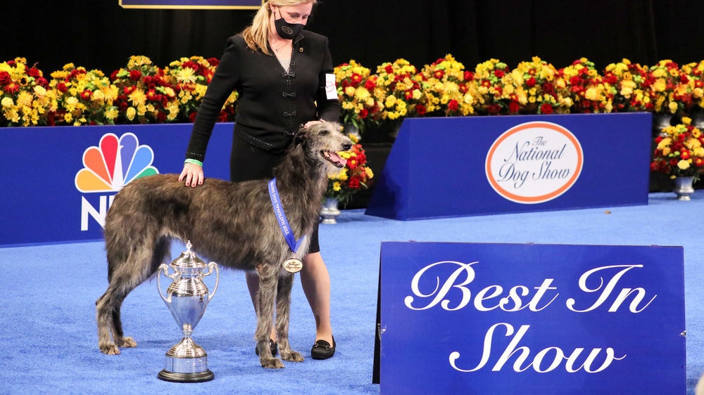 National Dog Show results Scottish deerhound takes best in show, but