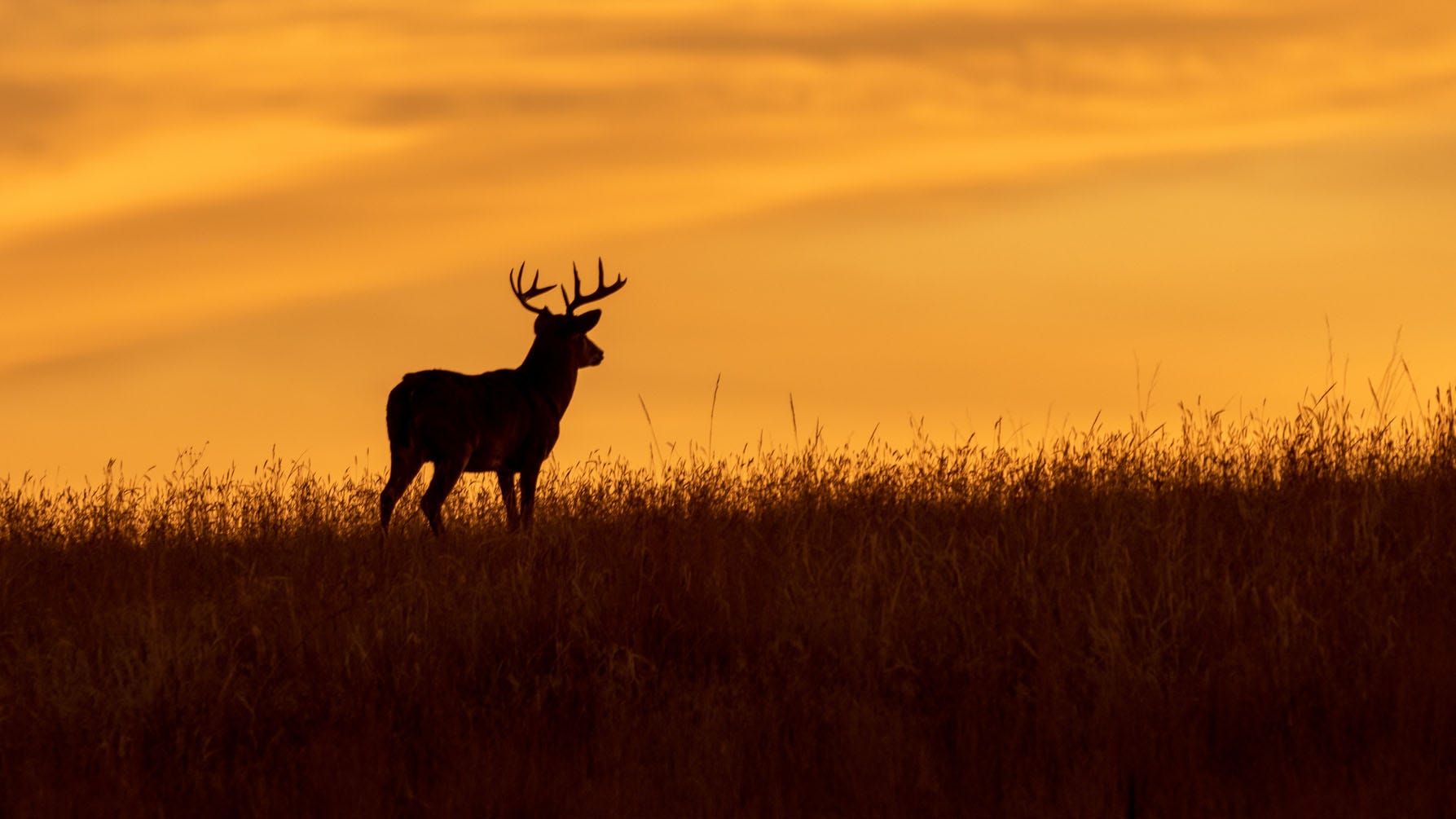 New deer hunting record eyed in West Virginia | Fox News