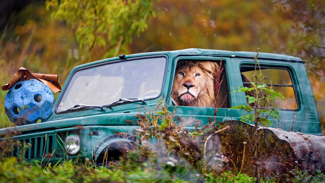 safari lion in car