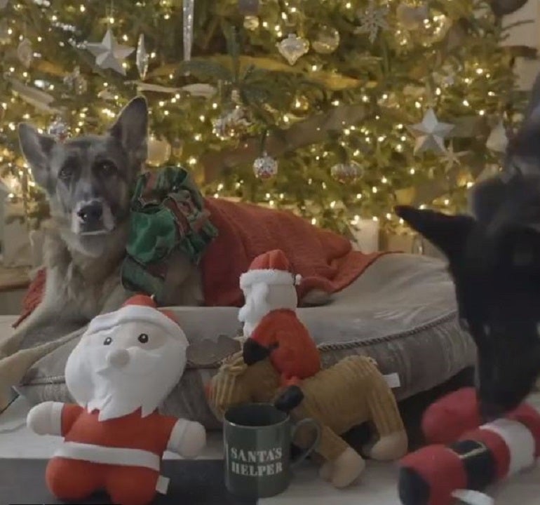 President-elect Joe Biden’s dogs wish Americans a Merry Christmas