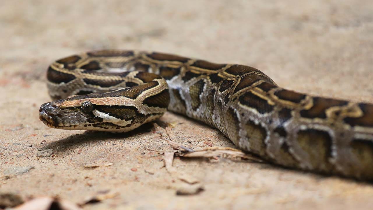Man bitten by neighbor’s escaped python in toilet in Austria