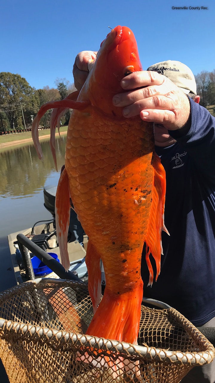Huge goldfish discovered in South Carolina lake: ‘This could be … Methuselah’