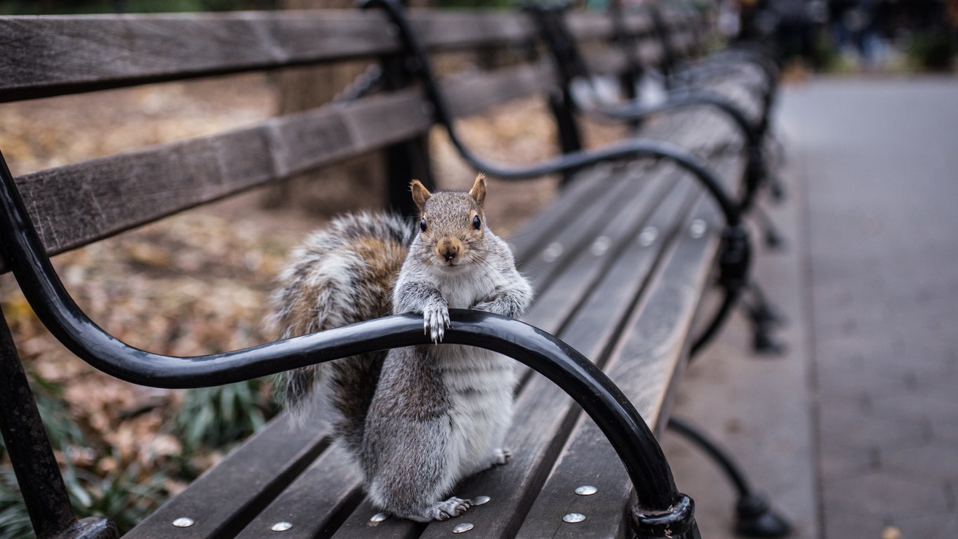 Mysterious New York Squirrel Attacks Rise in Queens: Report
