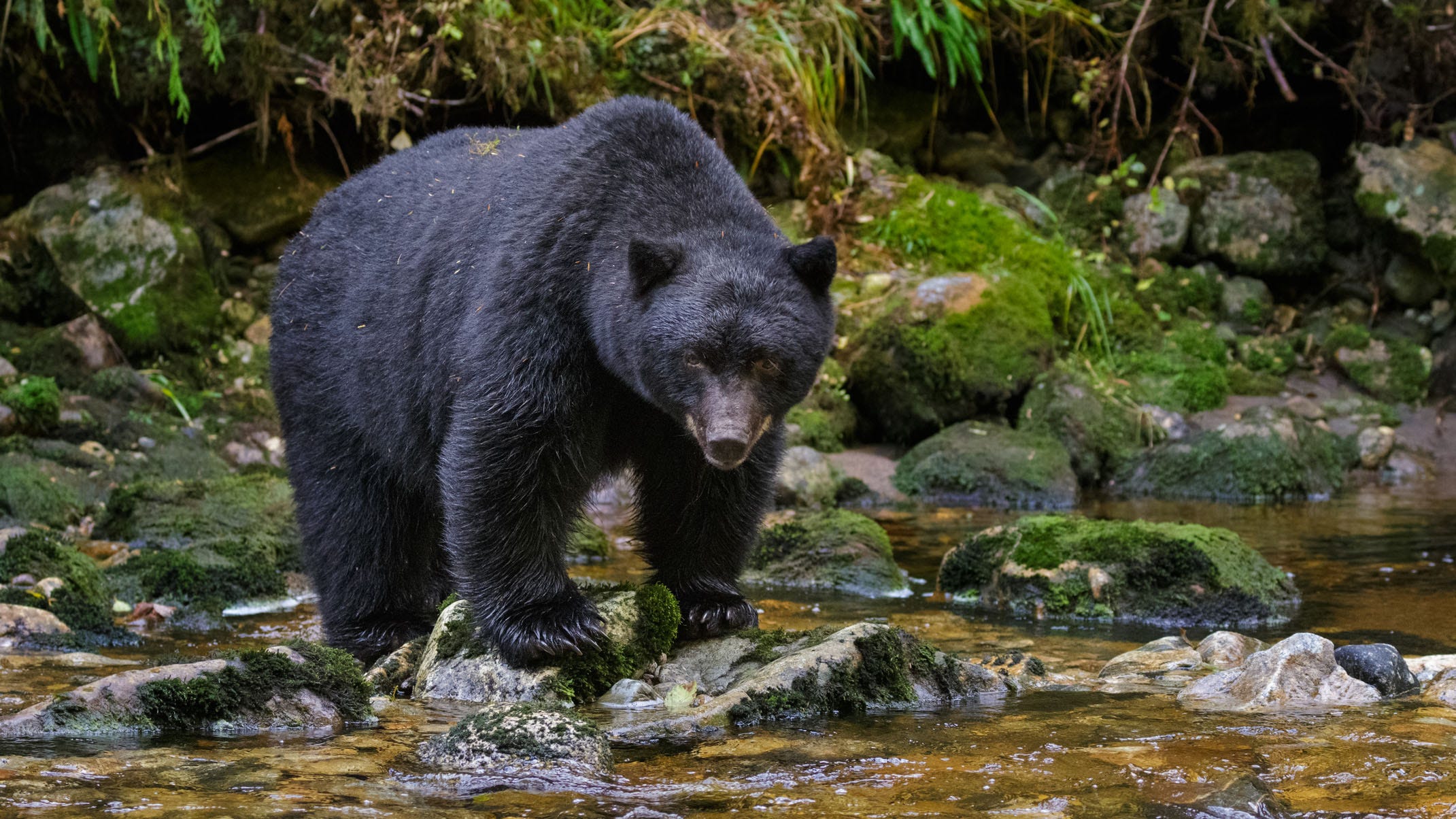 North Carolina approves limited bear hunting, overturning previous ban