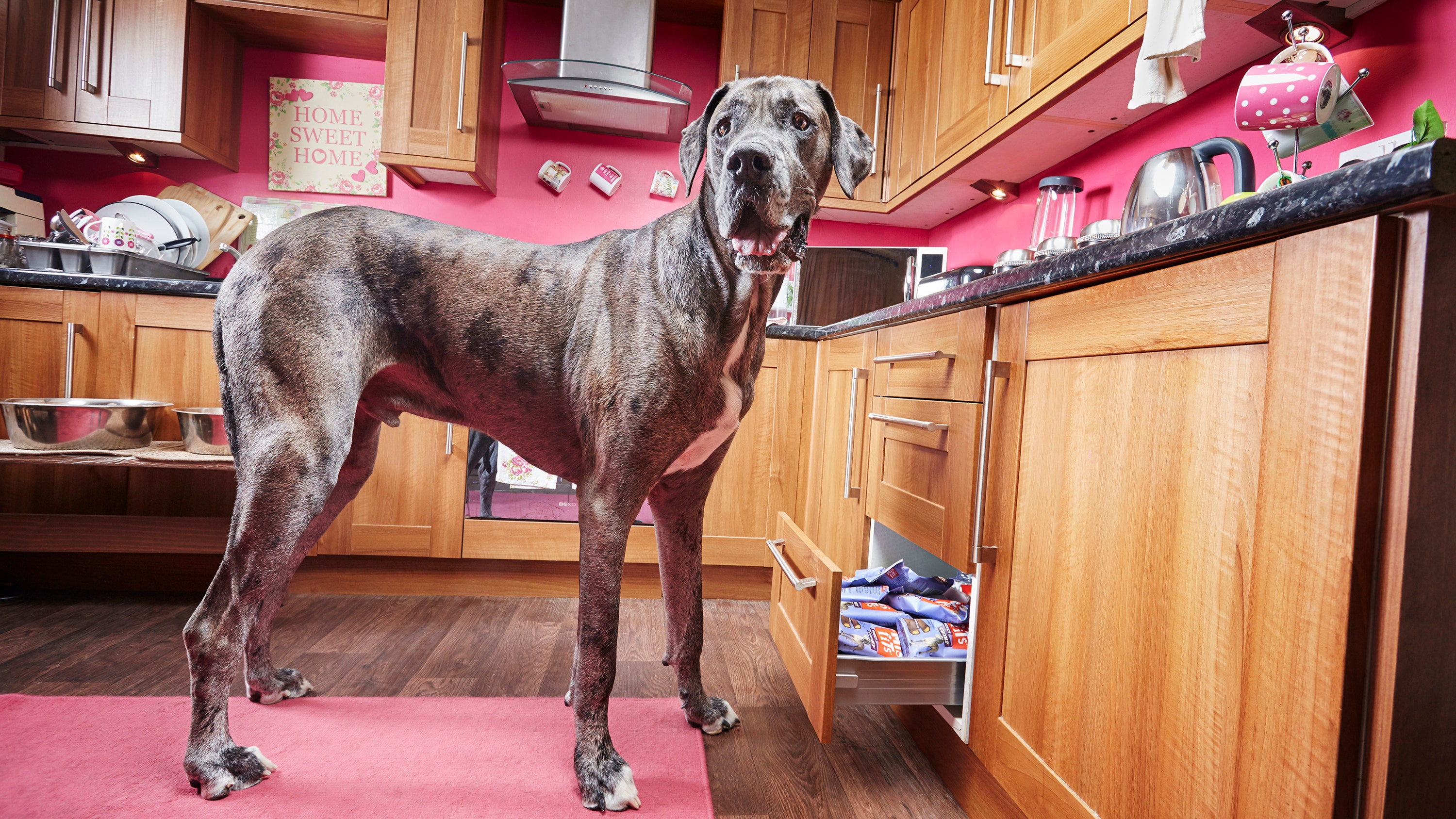 The tallest dog in the world, the Great Dane, 8 years old, dies
