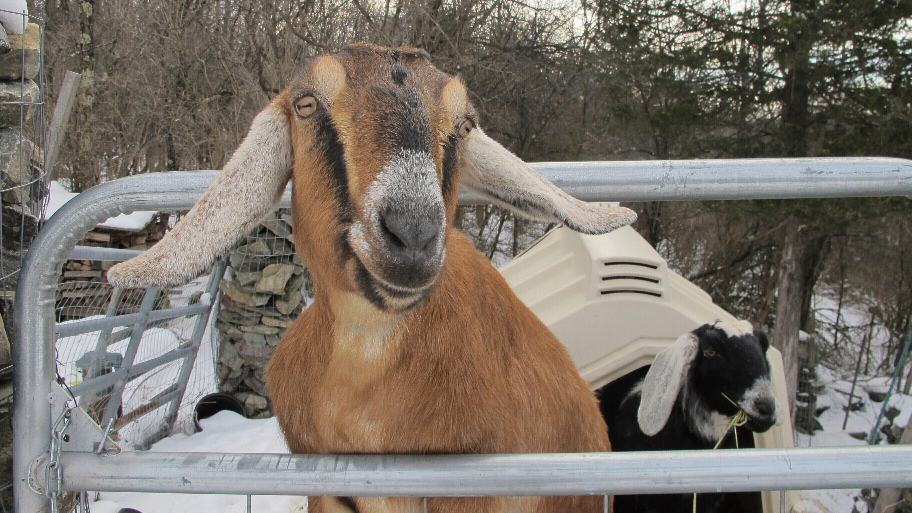 A goat and a dog were elected mayors as fundraiser for Vermont playground
