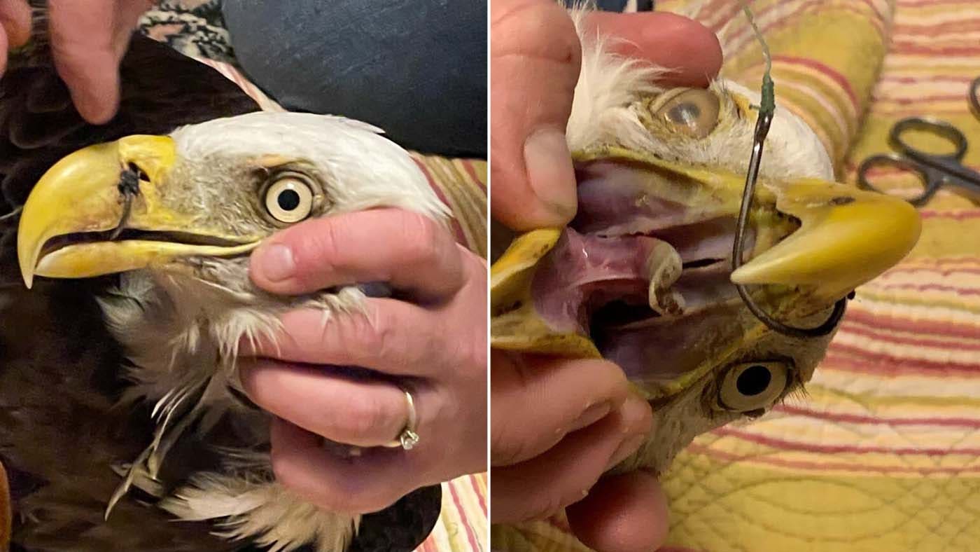 Florida kids help rescue bald eagle found with fishing hook piercing its beak