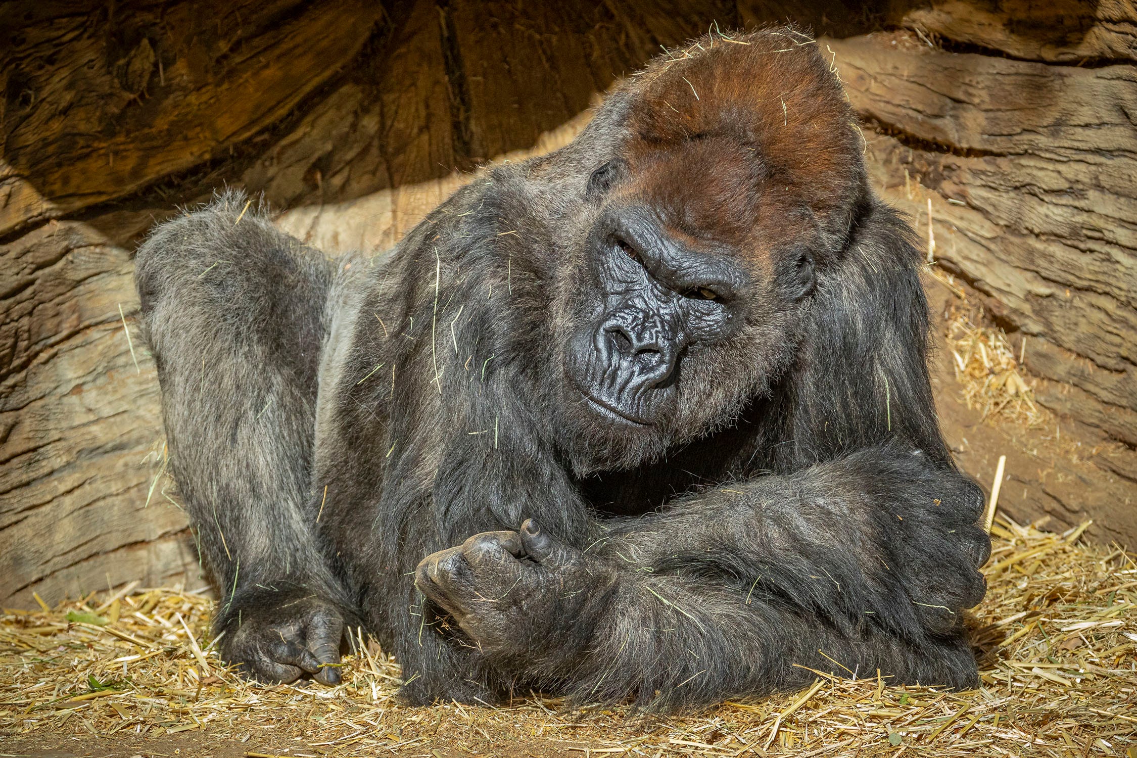 Gorillas are positive for coronavirus in San Diego Zoo Safari Park
