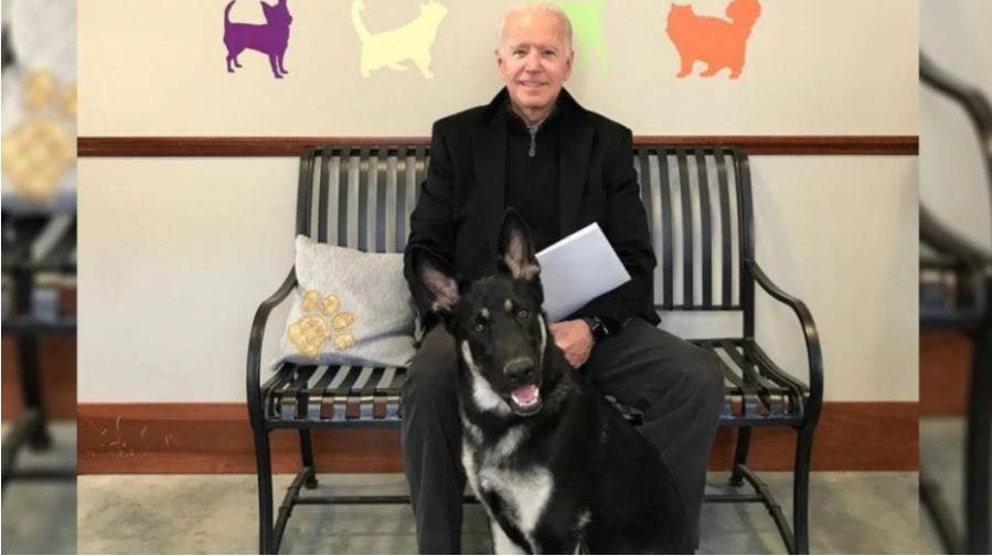 Biden’s dog trainer says the move to the White House was “a little rushed” but solvable: report