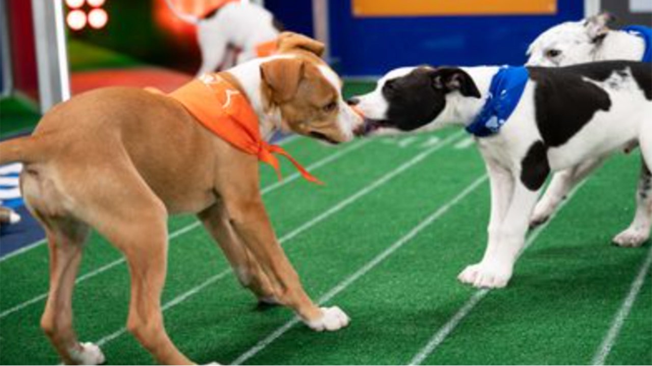 Puppy Bowl and its furry rivals will return this year, despite pandemic