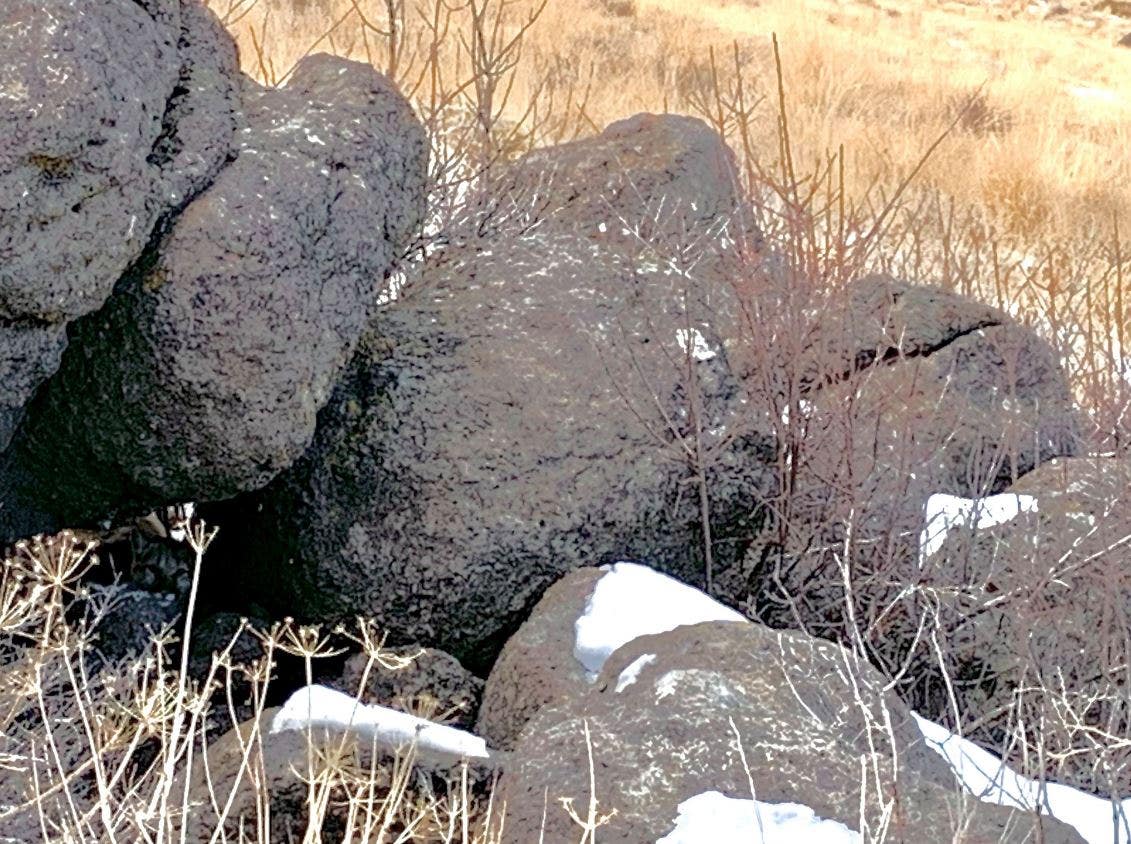 Photo of Nevada mountain lion sparks 'Where's Waldo?' moment