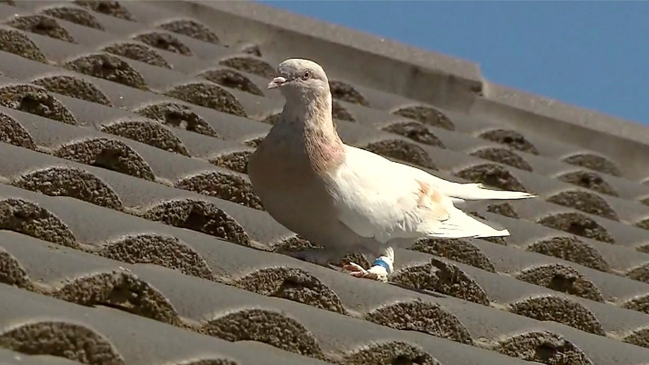 Australia wants to kill American carrier pigeon who made a 13,000 km journey due to illness
