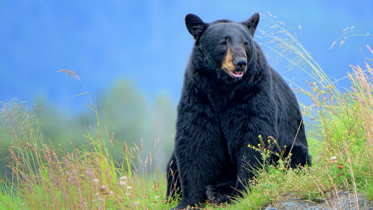 Missouri announces first black bear hunting season this fall