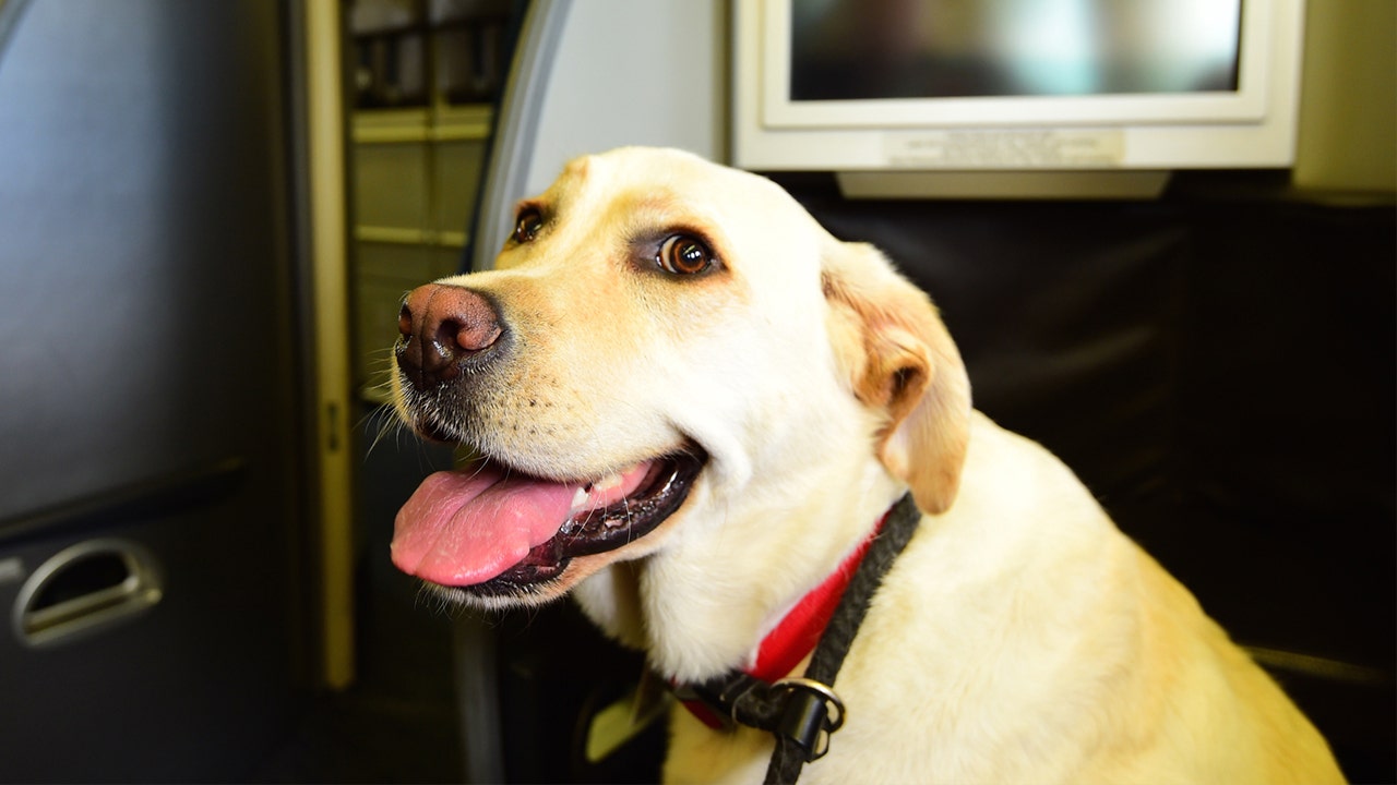 Jetblue flying with emotional best sale support animal