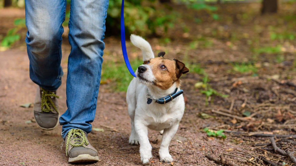 Quebec dog owners howl over coronavirus curfew rules; ministry backpedals: reports