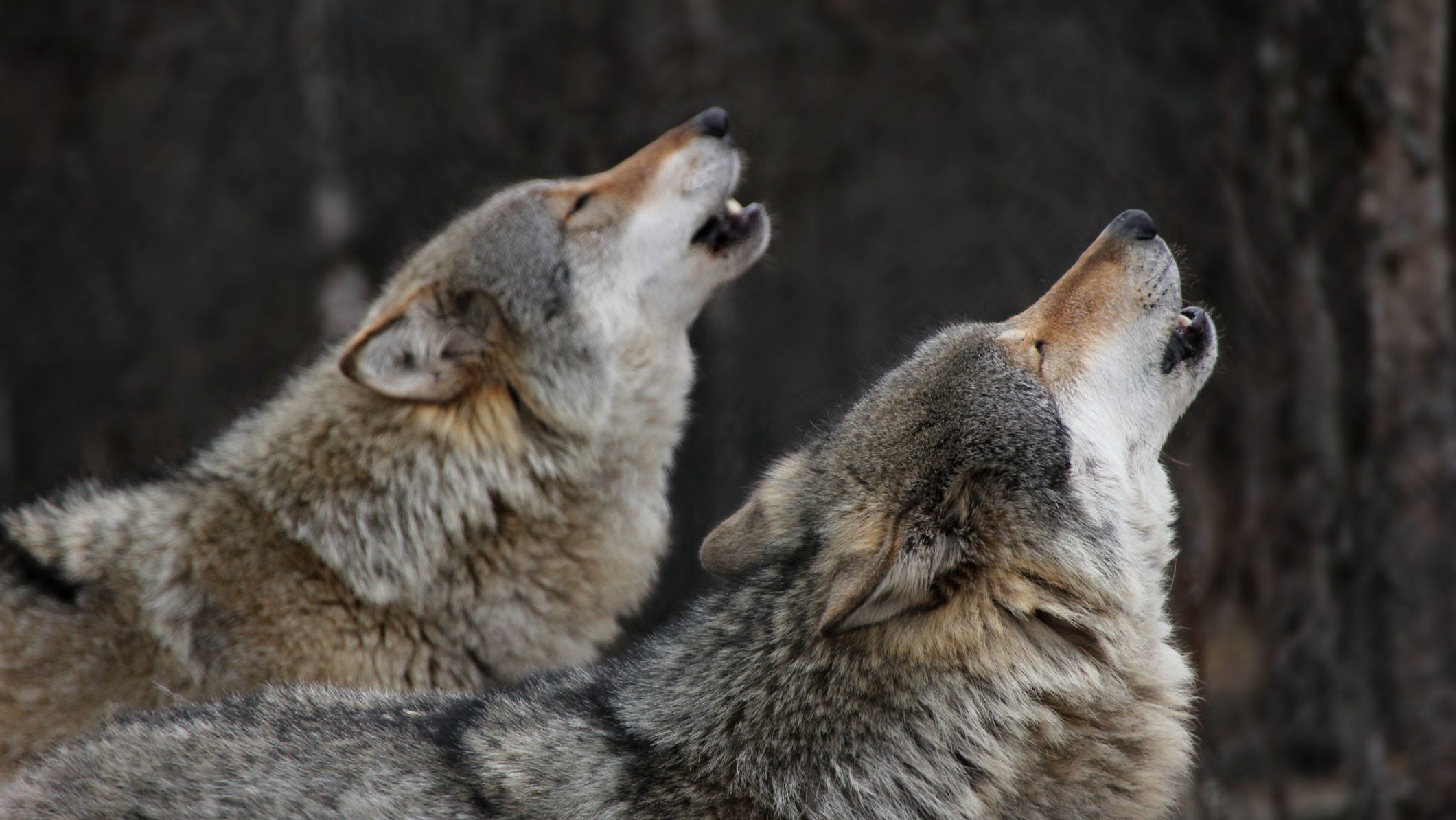 Washington state to kill up to 2 wolves in response to attacks on calves