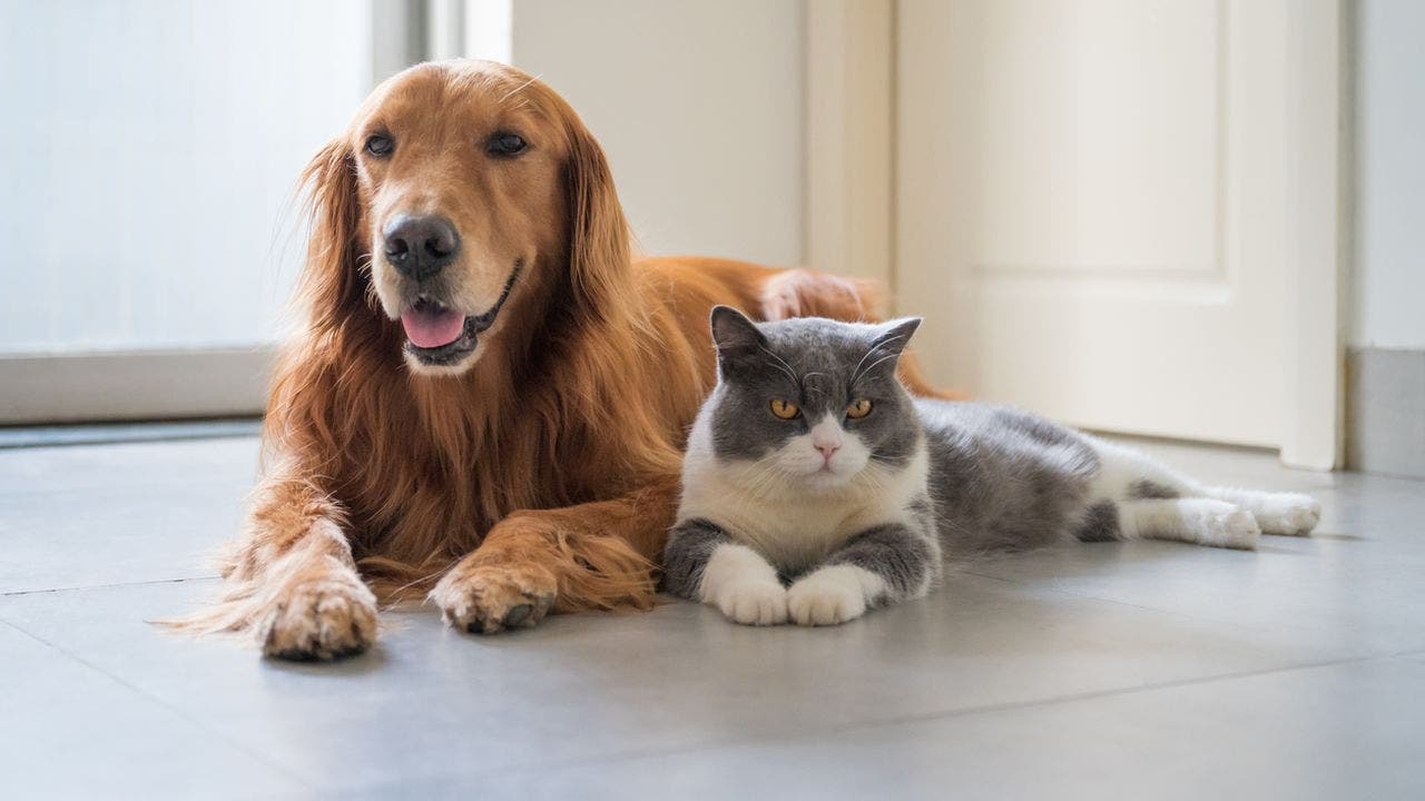 States that favored cats or dogs during coronavirus pandemic: Report