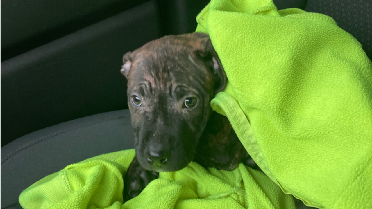 ‘Hero’ garbage truck driver rescues dog he found in discarded backpack