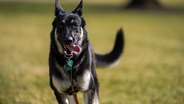 Biden's dog Major to return to the White House: 'He's a sweet dog,' president says