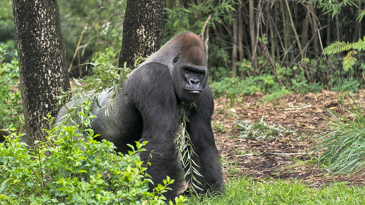 Atlanta zoo treating 13 gorillas for COVID-19