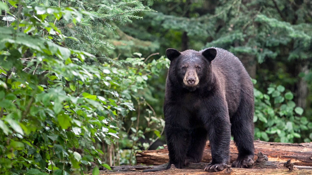Black bear dies in Tennessee after breaking into hot car