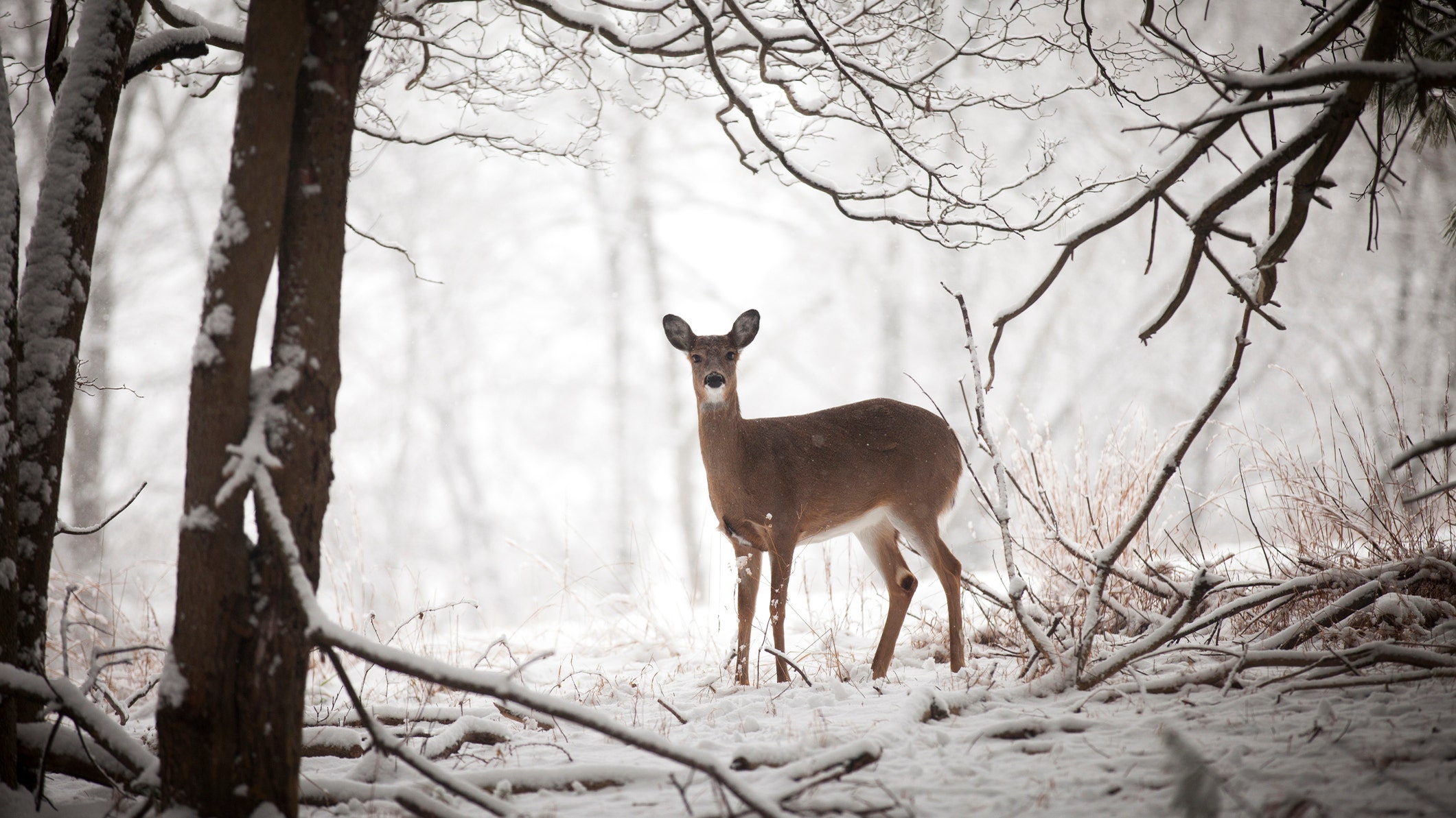 New York extends hunting season by 1 week for 'Holiday Deer Hunt'