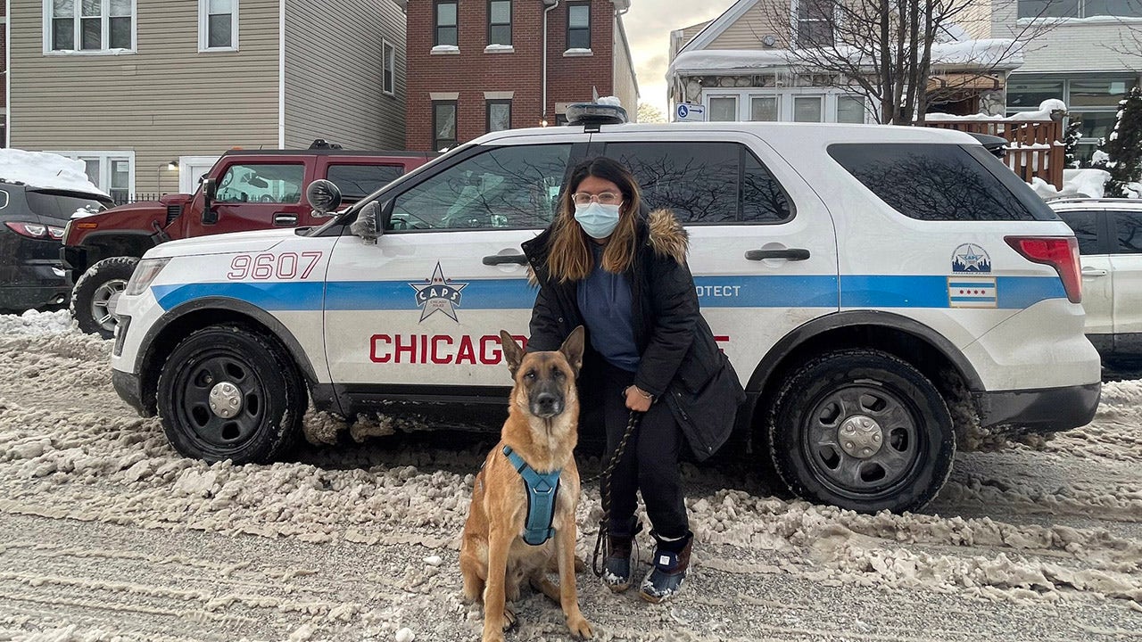 Chicago community rallies to find lost dog