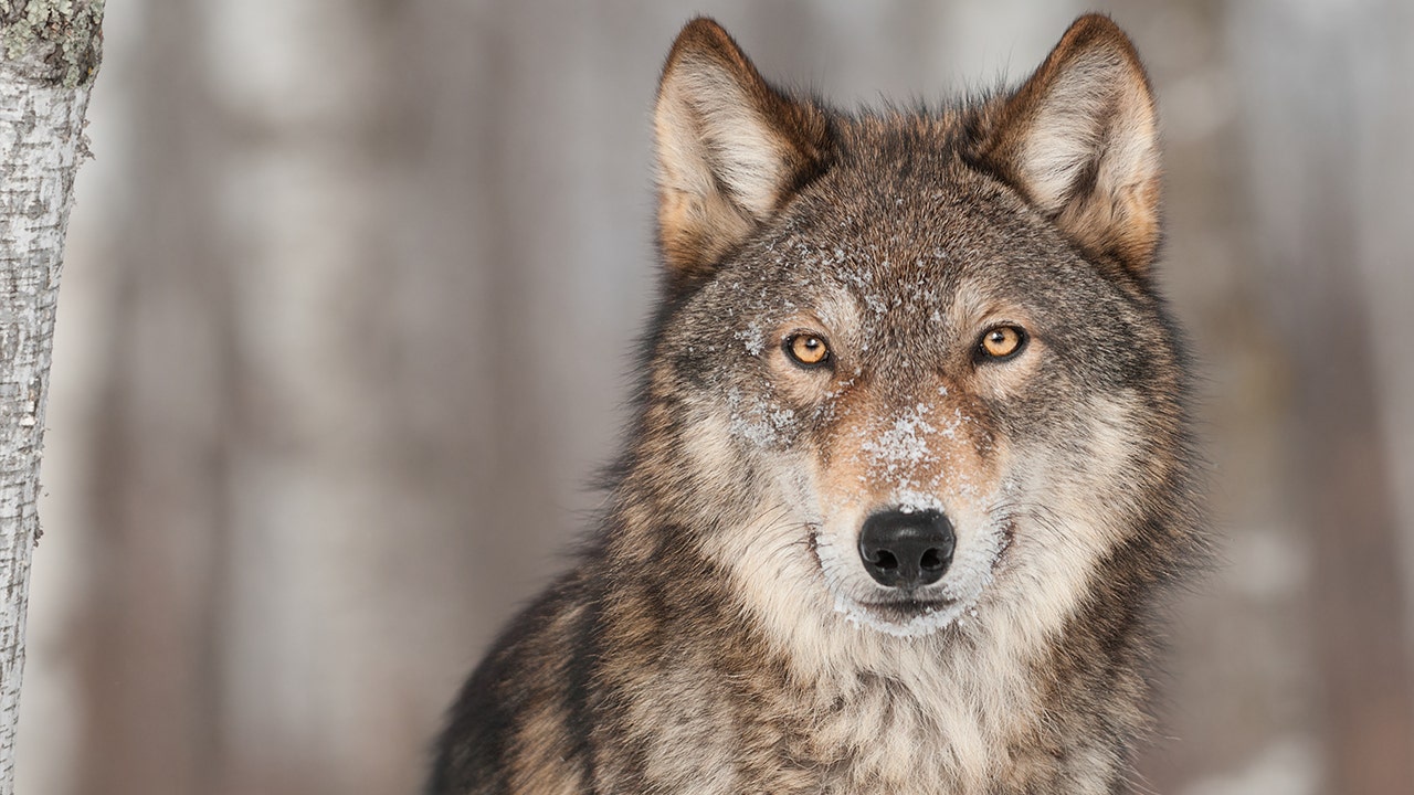 Oregon police offer $11,500 reward for information about death of collared female wolf