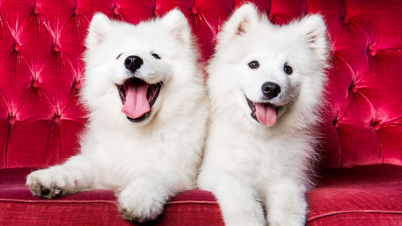 These are the ‘cutest’ dog breeds based on ‘golden ratio’ beauty measuring theory