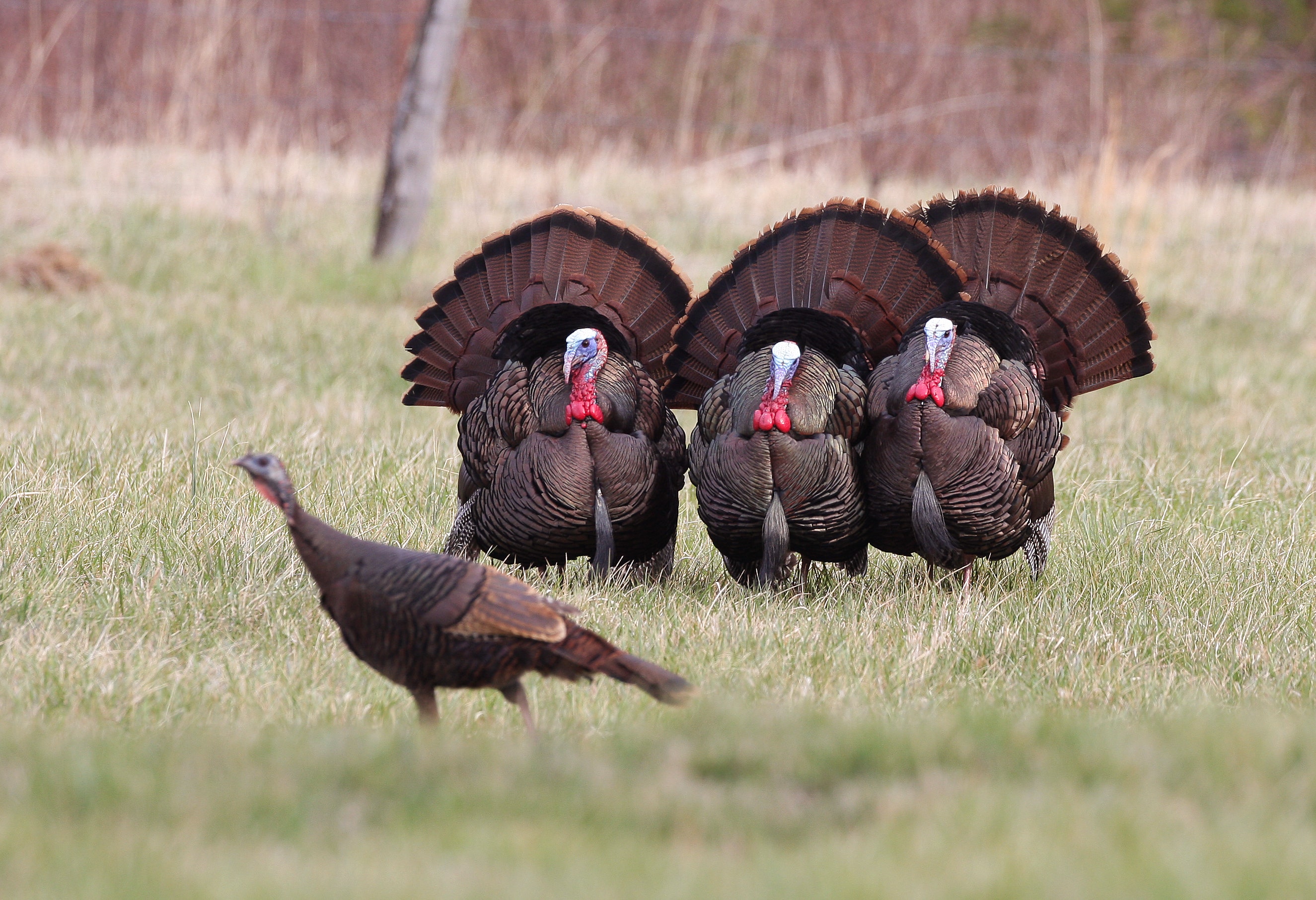 Amid wild turkey sightings, Massachusetts town shares tips for fending