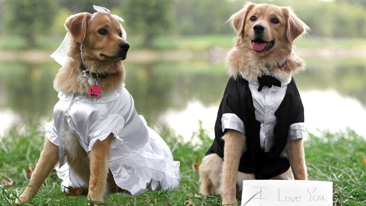 Animal shelter hosts dog wedding in South Carolina for charitable cause