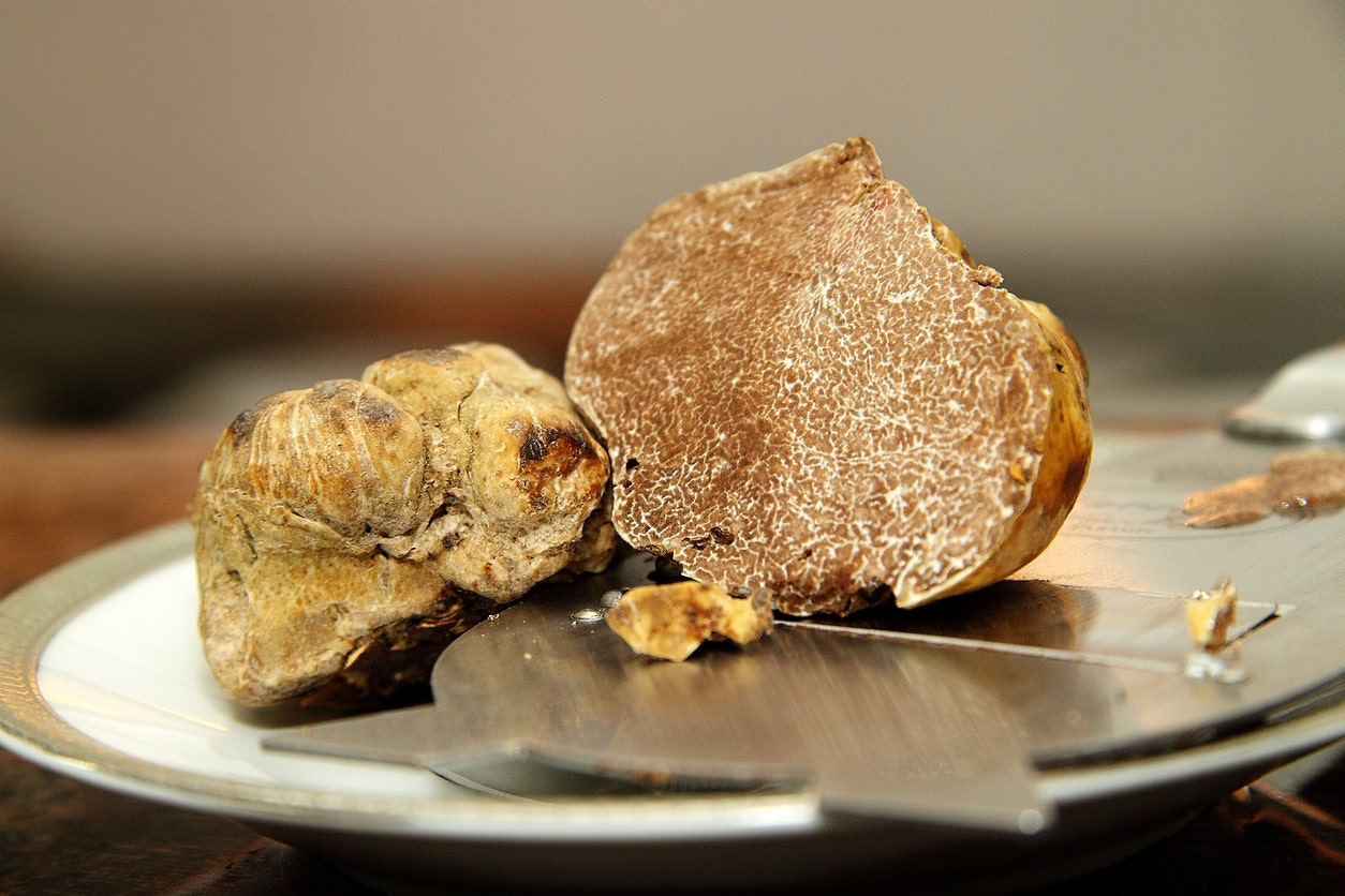 White truffle 'orchards' may help bring pricy pasta topping to the masses, French researchers say